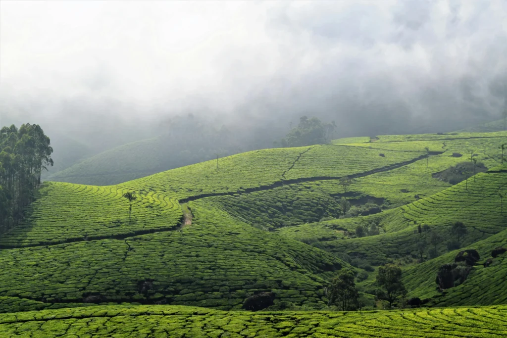 munnar-tea-garden-global-echo